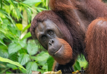 Fototapeta premium Orangutan in the jungles of Borneo Malaysia