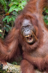 Fototapeta premium Orangutan in the jungles of Borneo Malaysia
