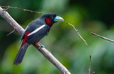 Broadbill building a nest in the jungles of Borneo Malaysia