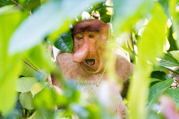 Proboscis Monkey in the Rainforest Jungle of Borneo
