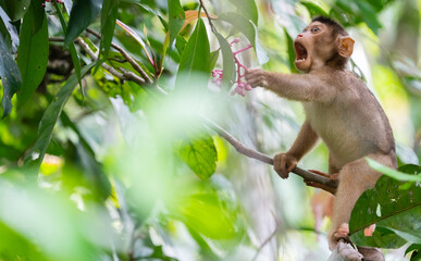Long Tailed Macaque in the rainforest of Borneo