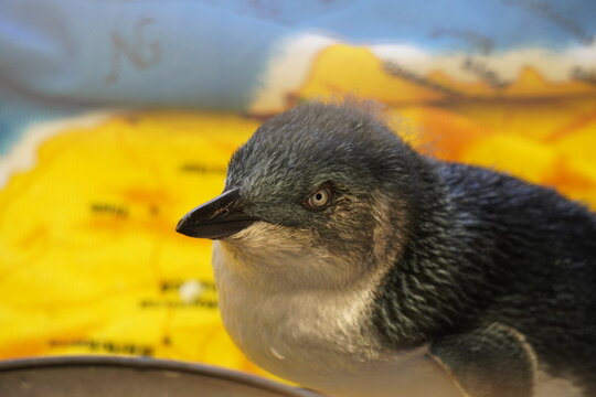 Little penguin