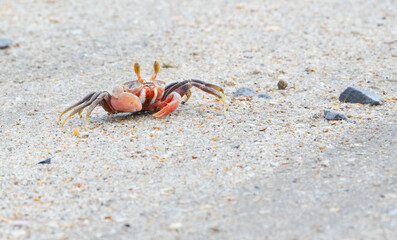 Fototapeta na wymiar Crab on a beach in Bako National Park Borneo