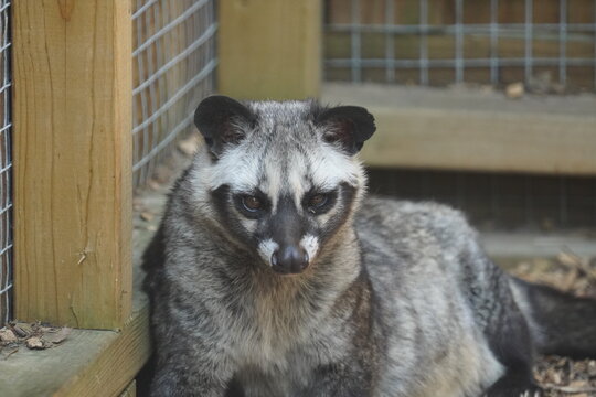 Asian palm civet