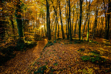 Autumn in La Fageda D En Jorda Forest, La Garrotxa, Spain - obrazy, fototapety, plakaty
