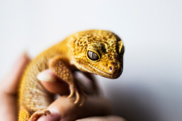 Spotted leopard eublefar, or Spotted eublefar lat. Eublepharis macularius is a medium-sized lizard from the genus eublefar. This species is one of the most common terrarium animals