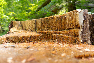 Fototapeta premium Close-up view of a tree stump cut in half with a green forest in the background