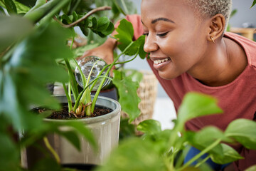 Black woman, water and plants in house with growth in garden, greenhouse or gardening care in home....