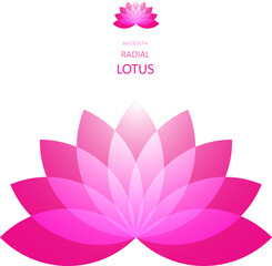 Magenta Radial Lotus