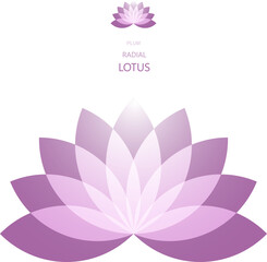 Plum Radial Lotus