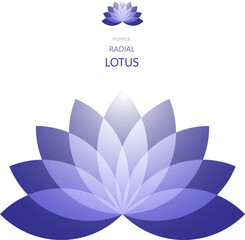 Purple Radial Lotus