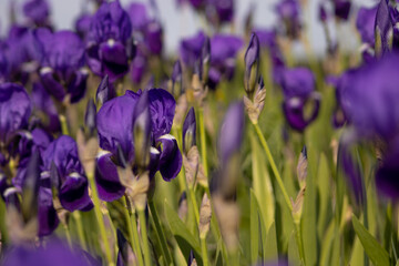 Purple flowers in a summer field