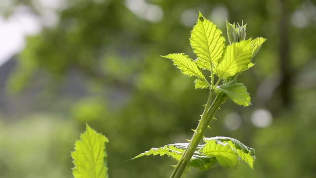 Wild plant in the forest