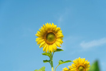 Obraz premium small sunflower blooming in the sky