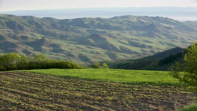 Green tree and mountains