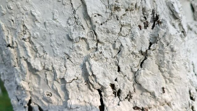Beautiful white birch in close-up