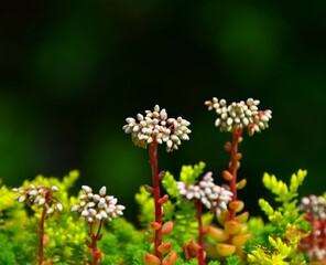 flower in the garden