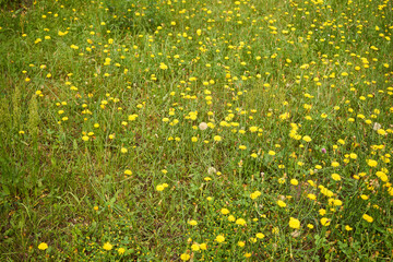 mniszek lekarski, mniszek pospolity, mlecz, Taraxacum officinale F.H