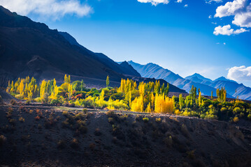 color changing tree and the Himalayas, Leh, India - obrazy, fototapety, plakaty
