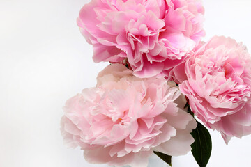 Bellissimi fiori di peonie rosa isolati su sfondo bianco. Composizione floreale. Perfetto per...