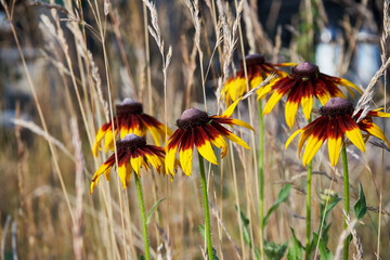 Rudbekia błyskotliwa, Rudbeckia fulgidakwiat © Marcin Łazarczyk