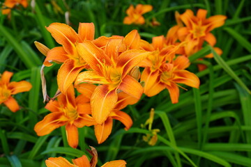 Fototapeta premium blooming orange tiger lilies on a flower bed in the garden in summer close-up