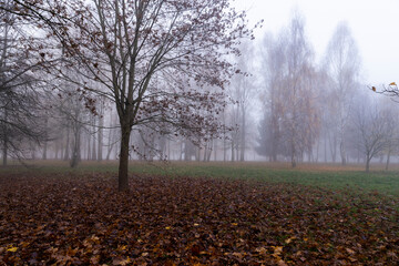 Trees in the park at the end of autumn in cloudy dreary weather