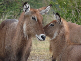 antelope in the park