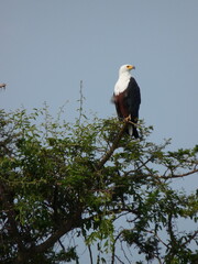 american bald eagle