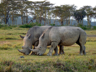 white rhino and calf