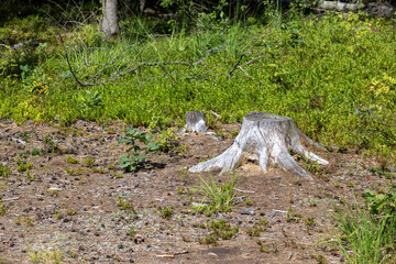 An old dried tree stump in the summer
