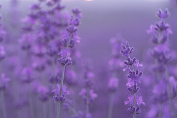 Obraz na płótnie Canvas Lavender flower field. Violet lavender field sanset close up. Lavender flowers in pastel colors at blur background. Nature background with lavender in the field.