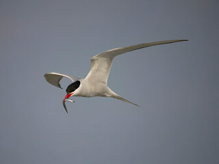 Arctic tern, Sterna paradisaea