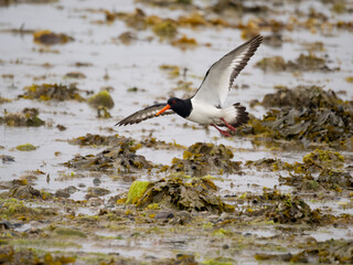 Oystercatcher, Haematopus ostralegus