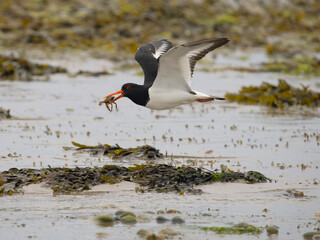 Oystercatcher, Haematopus ostralegus