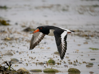 Oystercatcher, Haematopus ostralegus