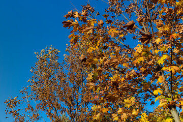 Maple tree foliage in autumn