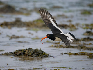 Oystercatcher, Haematopus ostralegus