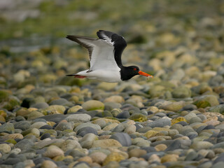 Oystercatcher, Haematopus ostralegus