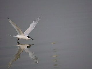 Sandwich tern, Sterna sandvicensis