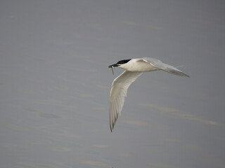 Sandwich tern, Sterna sandvicensis