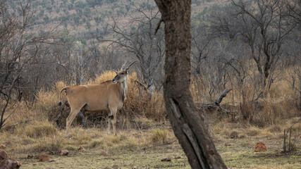eland in the forest