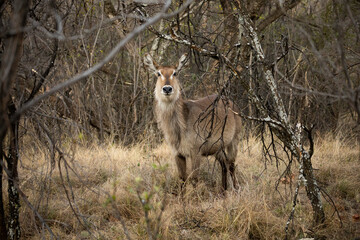 deer in the woods