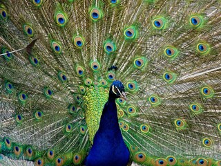 Obraz premium Male peacock walking the trails of Beacon Hill park