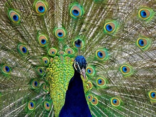 Obraz premium Male peacock walking the trails of Beacon Hill park
