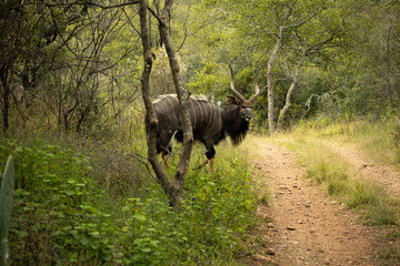 nyala bull in forest
