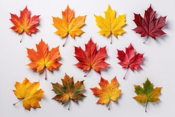 Set of isolated colorful autumn leaves on a white background