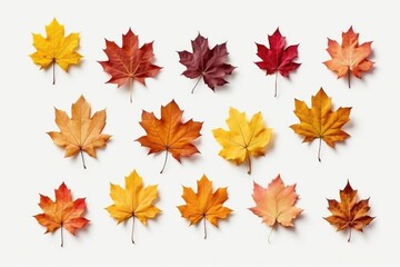 Set of isolated colorful autumn leaves on a white background