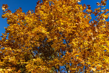 Maple tree foliage in autumn
