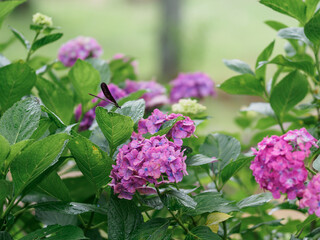 紫陽花とイトトンボ © Primo Passo